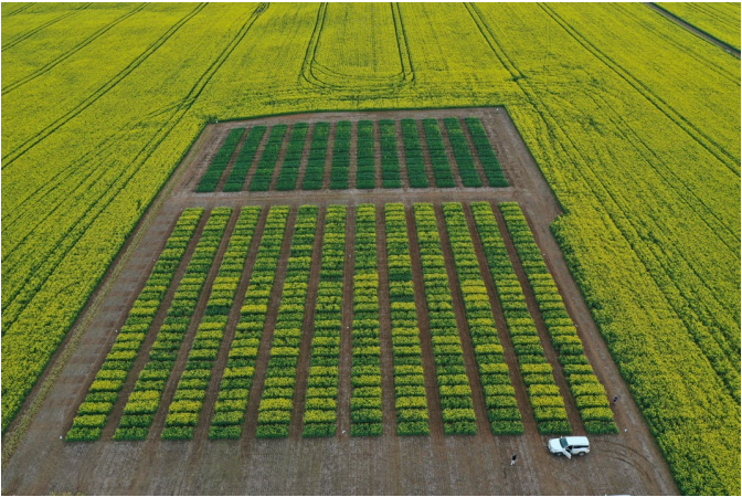 Aerial view of a grid-like crop field with green rows, yellow surrounding fields, and a small white vehicle at the bottom.
