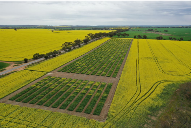 Aerial view of green crop fields bordered by bright yellow flowering fields under a cloudy sky