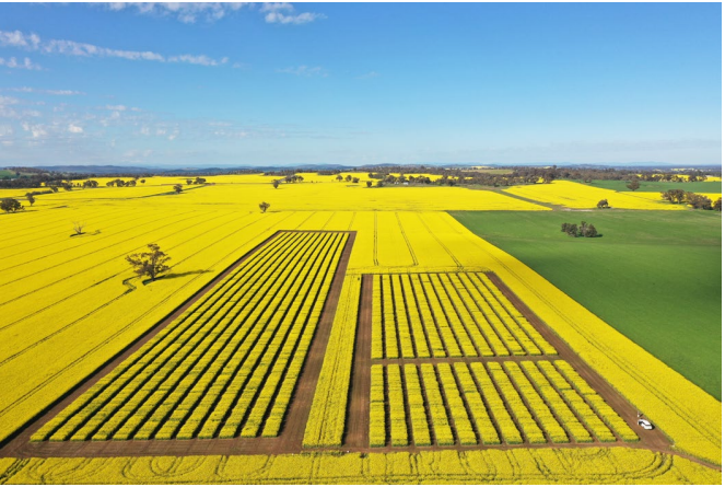 Aerial view of bright yellow fields with two long rows of crops under a blue sky.