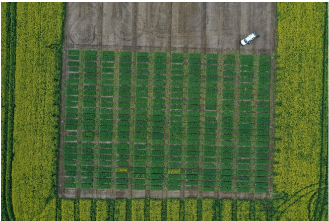 Aerial view of a farm field with a rectangular green crop plot and a white vehicle at the top edge.