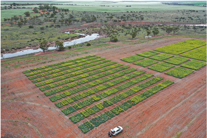 Aerial view of green crop plots on red soil beside a winding river in a rural landscape, with a white vehicle below.