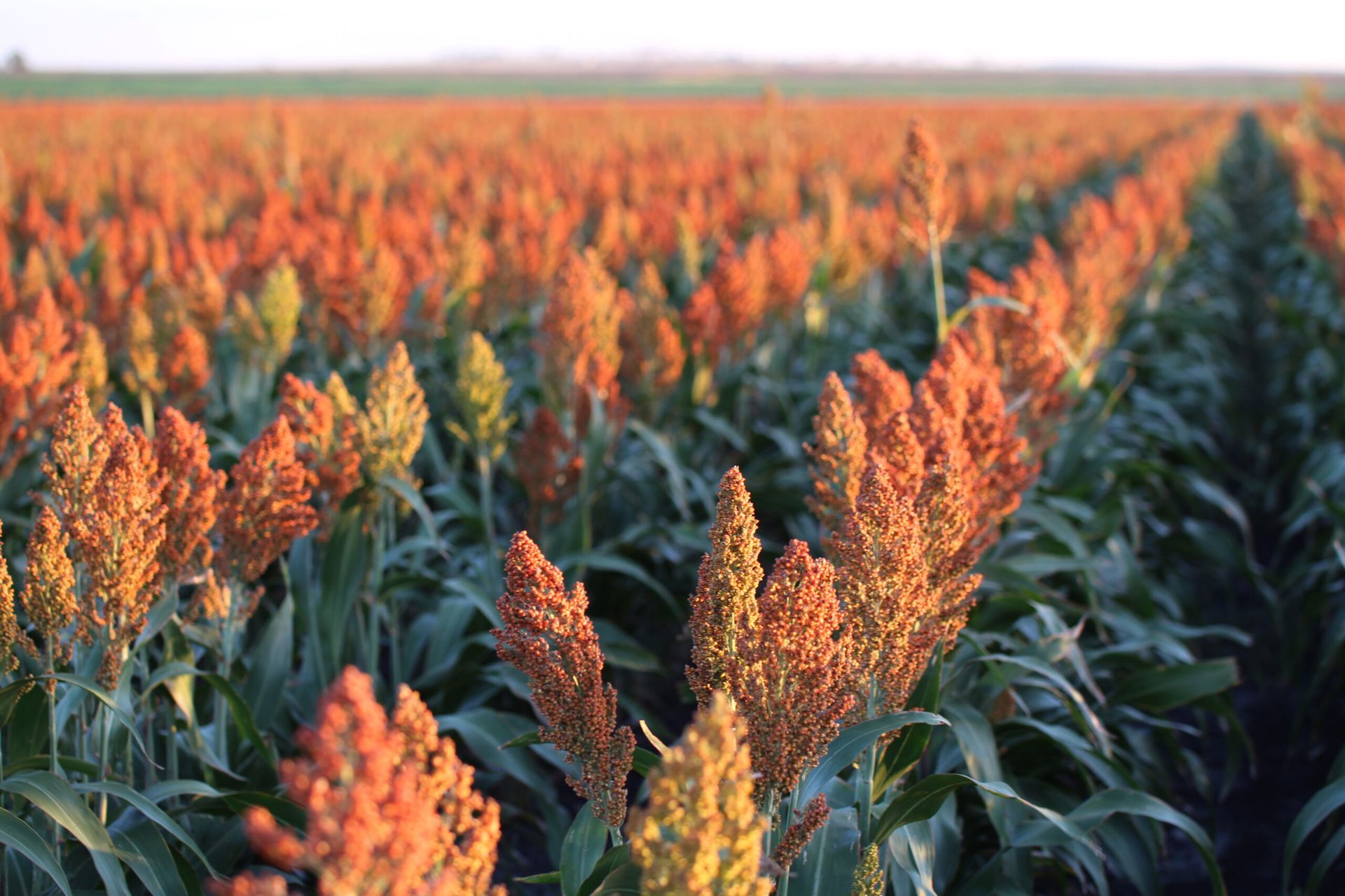 Rows of sorghum with orange seed heads in a sunlit field at sunset