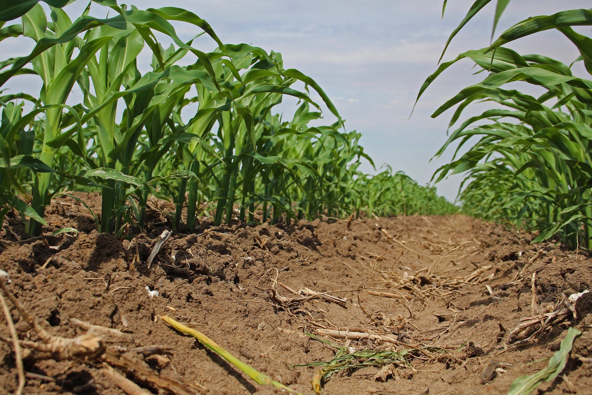 Young green corn plants growing in rows on dry, tilled soil under a blue sky