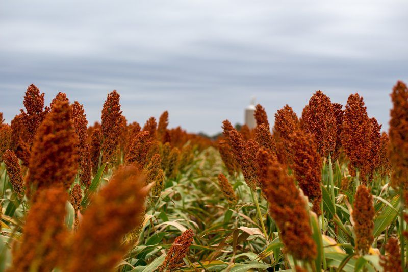 Field of tall red sorghum with green leaves under a cloudy sky