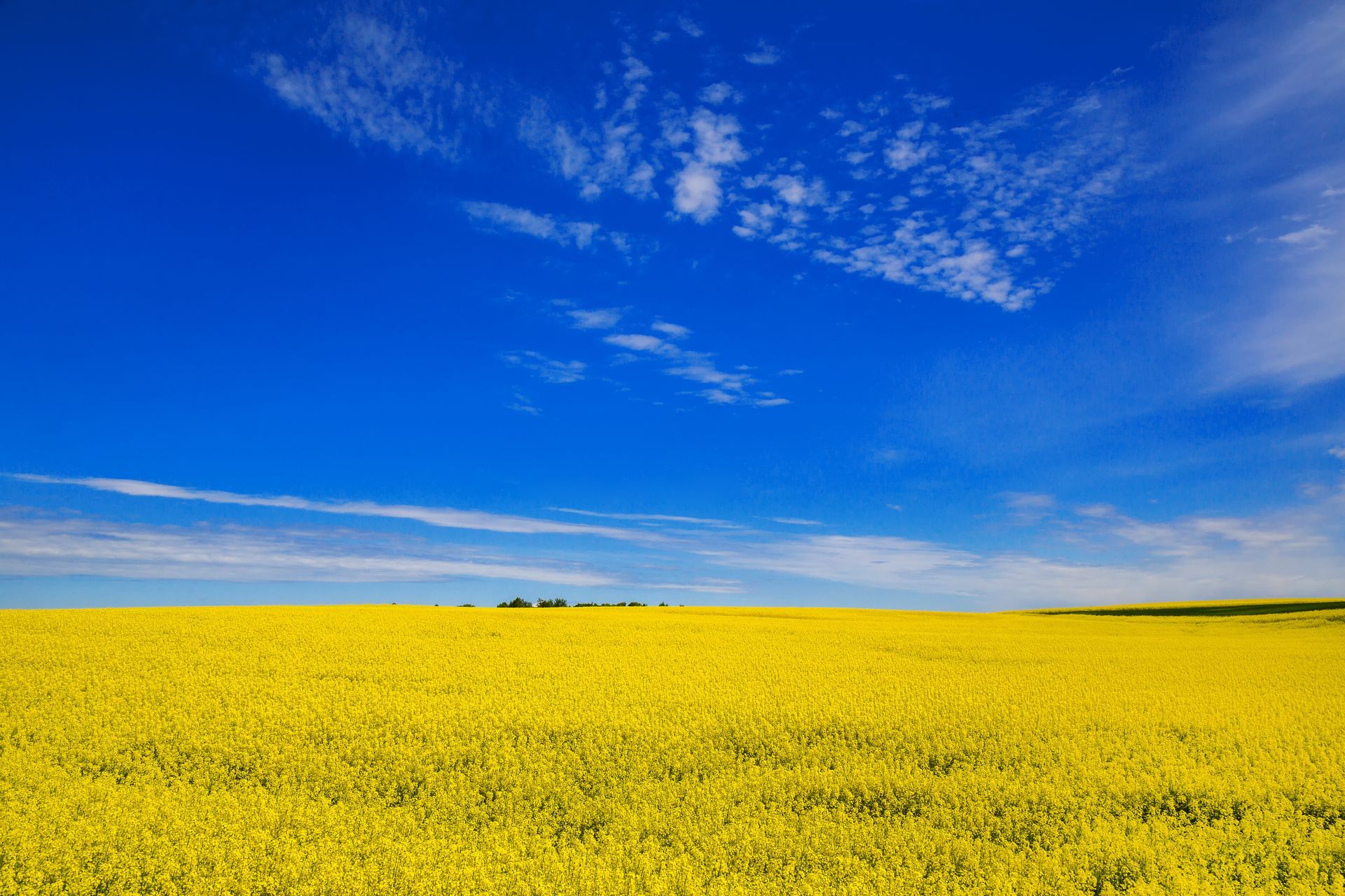Vast yellow flower field under a bright blue sky with scattered clouds