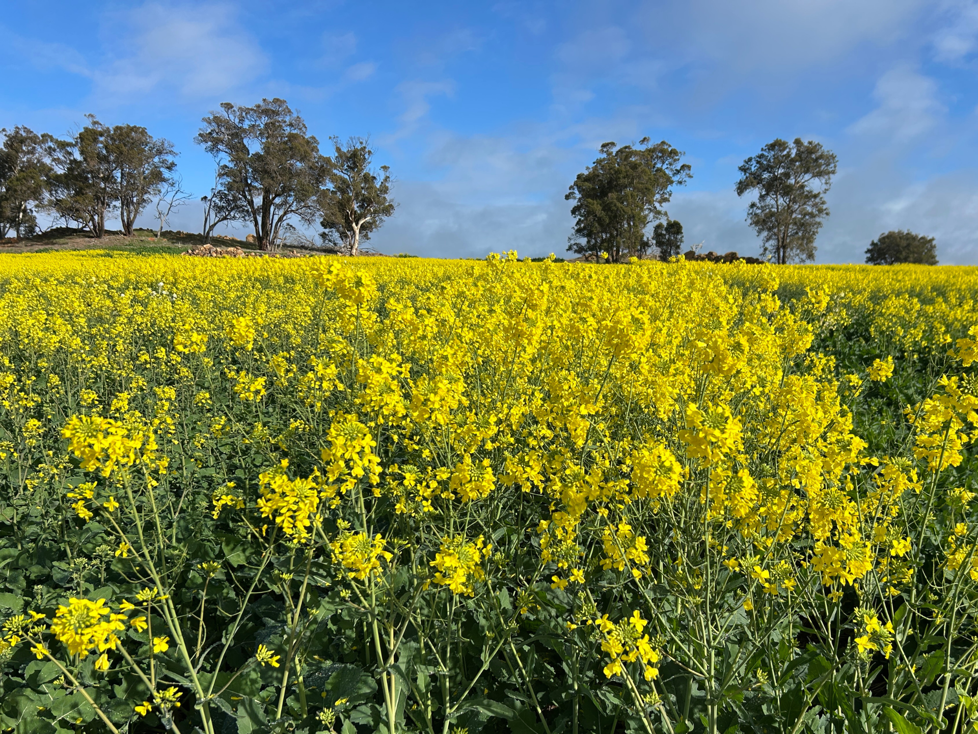 Black cap in a bright yellow flower field under a cloudy sky