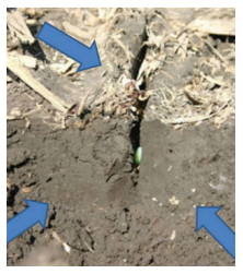 Blue arrows point to a small green sprout emerging from cracked dry soil.