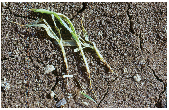 Wilted green seedlings lying on cracked dry soil