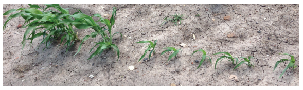 Green weeds growing in dry, cracked soil strip