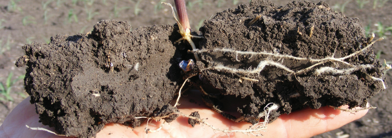 Hands holding a clump of soil with exposed plant roots and a small seedling stem