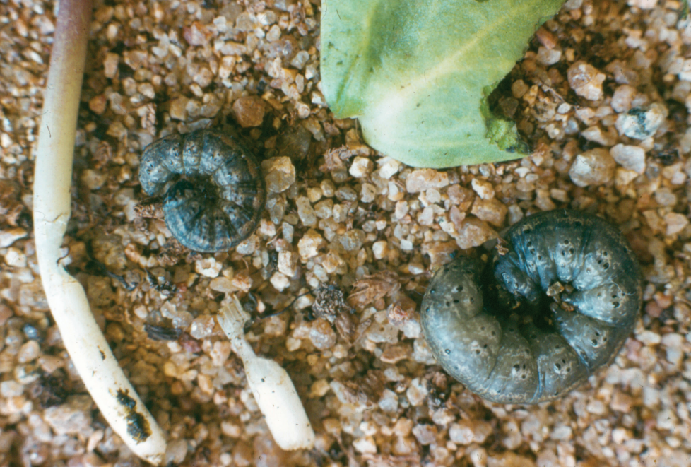 Two small dark snails on gravel beside a pale stem and green leaf