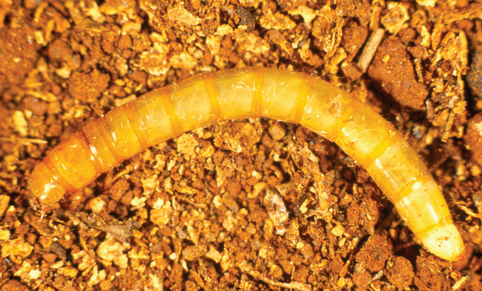 Yellow beetle larva on brown soil, curved in an arc.