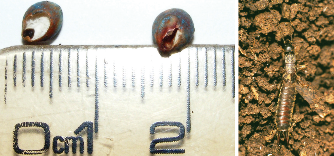Two tiny brown insects beside a ruler, with one shown on soil close-up.