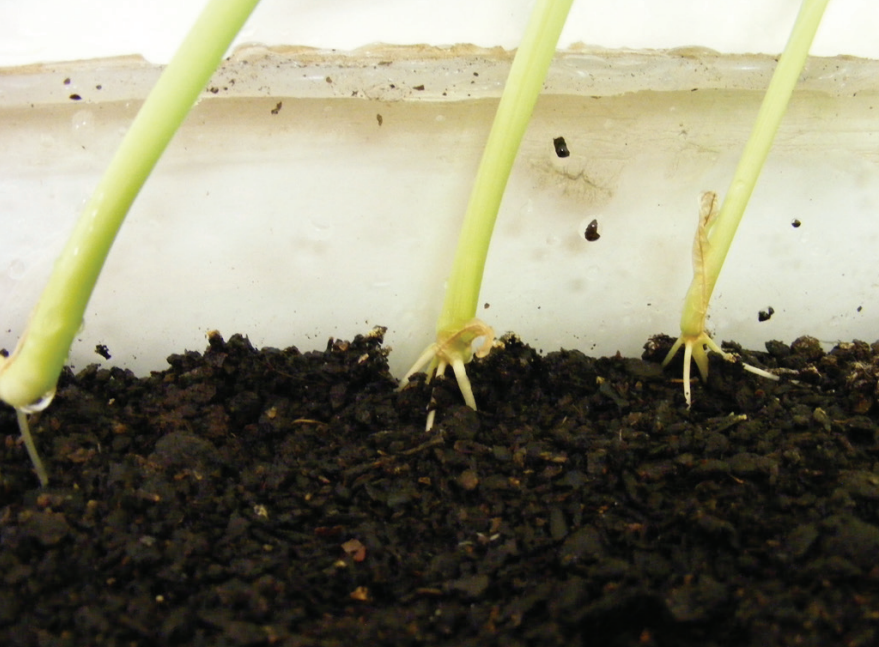 Seedlings sprouting in dark soil inside a clear container