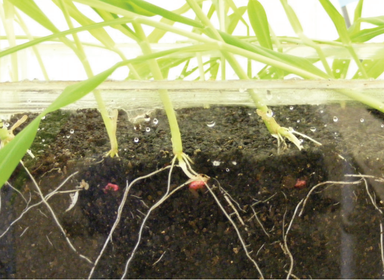 Close-up of grass seedlings growing in dark soil, with white roots visible beneath the surface
