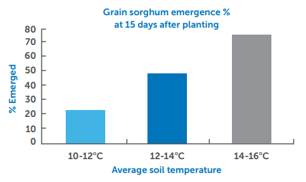 Bar chart of grain sorghum emergence at 15 days, increasing with warmer average soil temperature.