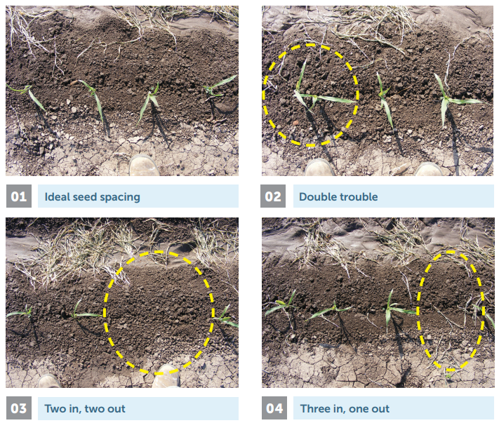 Four-panel guide showing ideal and crowded seedling spacing in soil, with yellow dotted circles highlighting examples.