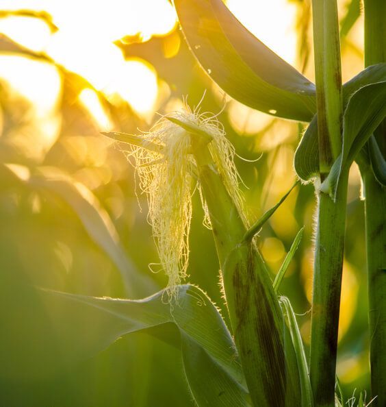 Close-up of corn tassels and green stalks glowing in warm sunset light