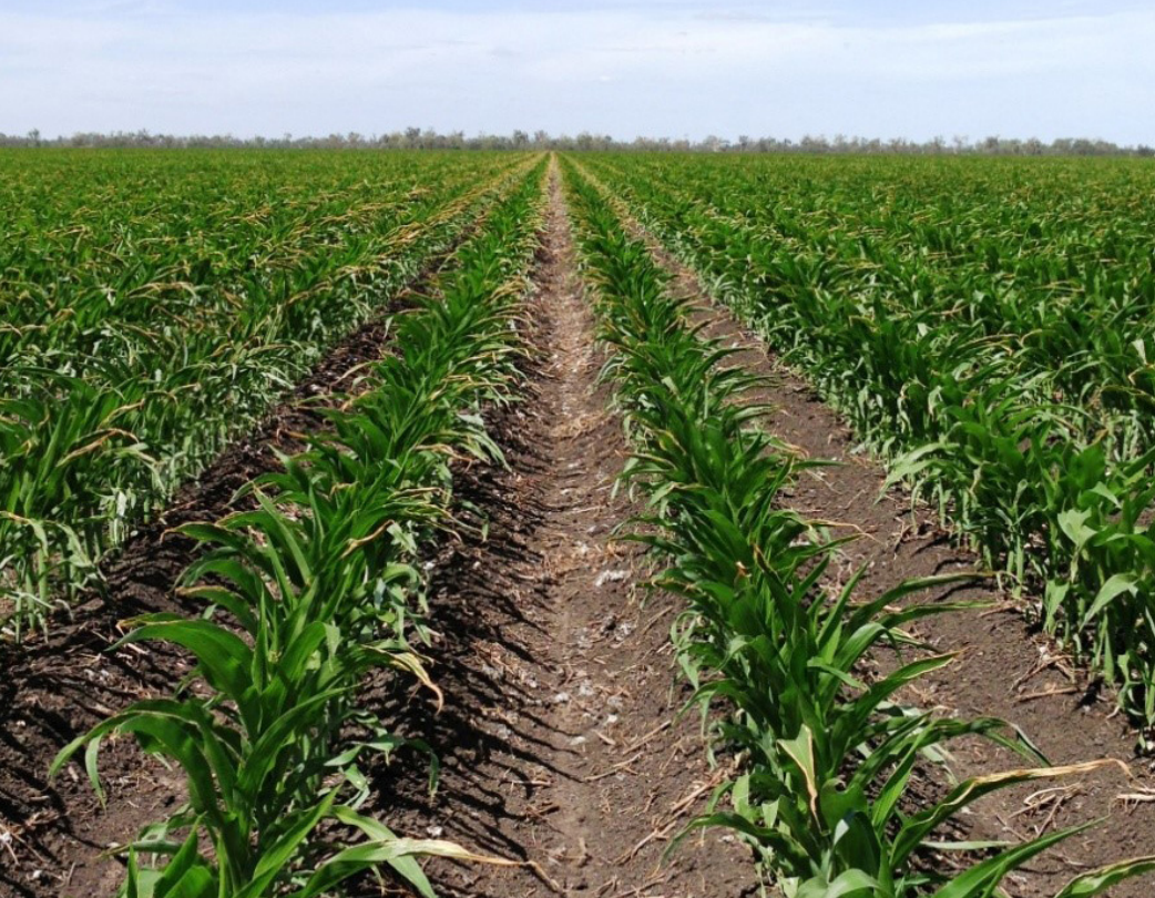 Rows of young green crops growing in a dry farm field under a clear sky