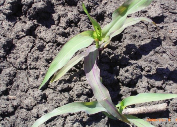 Small green corn seedling growing in dry, cracked soil