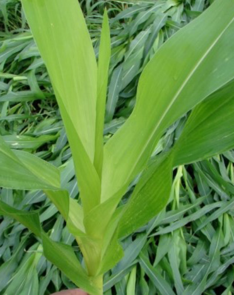 Close-up of a young green corn plant growing among dense grass.