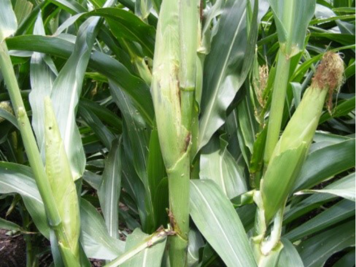Corn plants with green leaves and developing ears in a field
