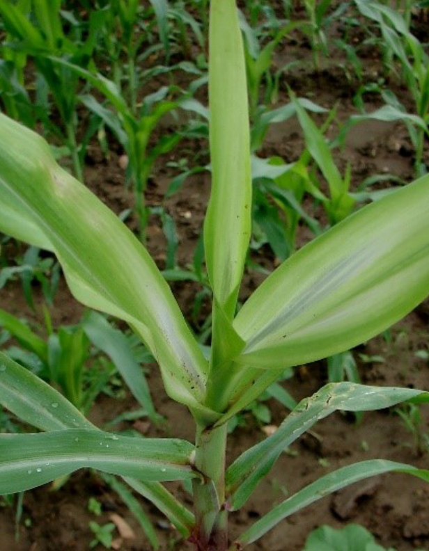 Young green corn plant growing in a field with broad leaves
