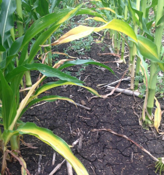 Rows of green corn plants in dry, cracked soil in a field