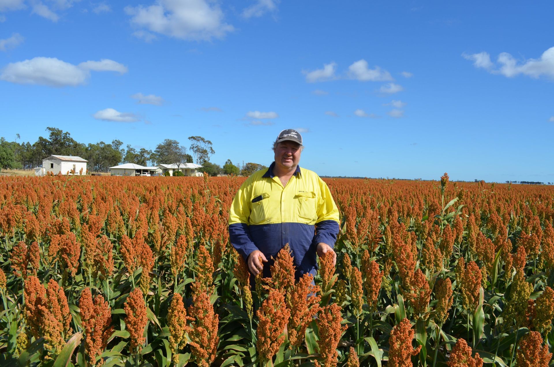 Person standing in a field of red grain under a blue sky