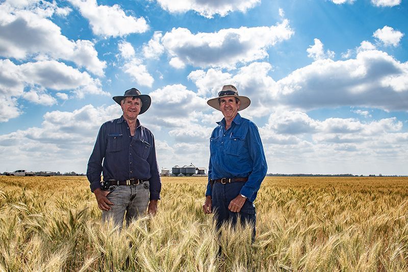 Two farmers standing in a wheat field under a cloudy blue sky
