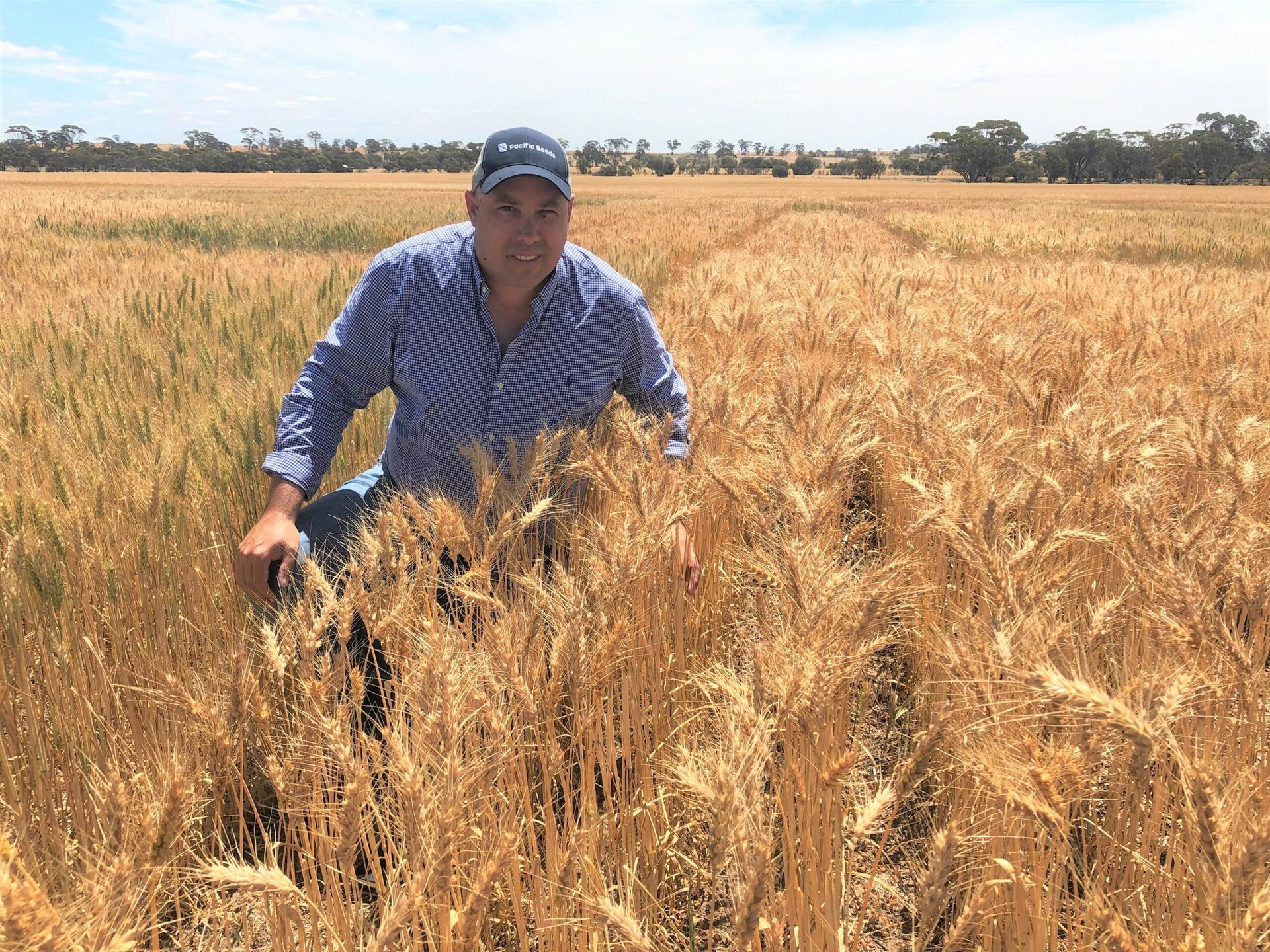 Farmer in blue shirt standing in a golden wheat field under a clear sky