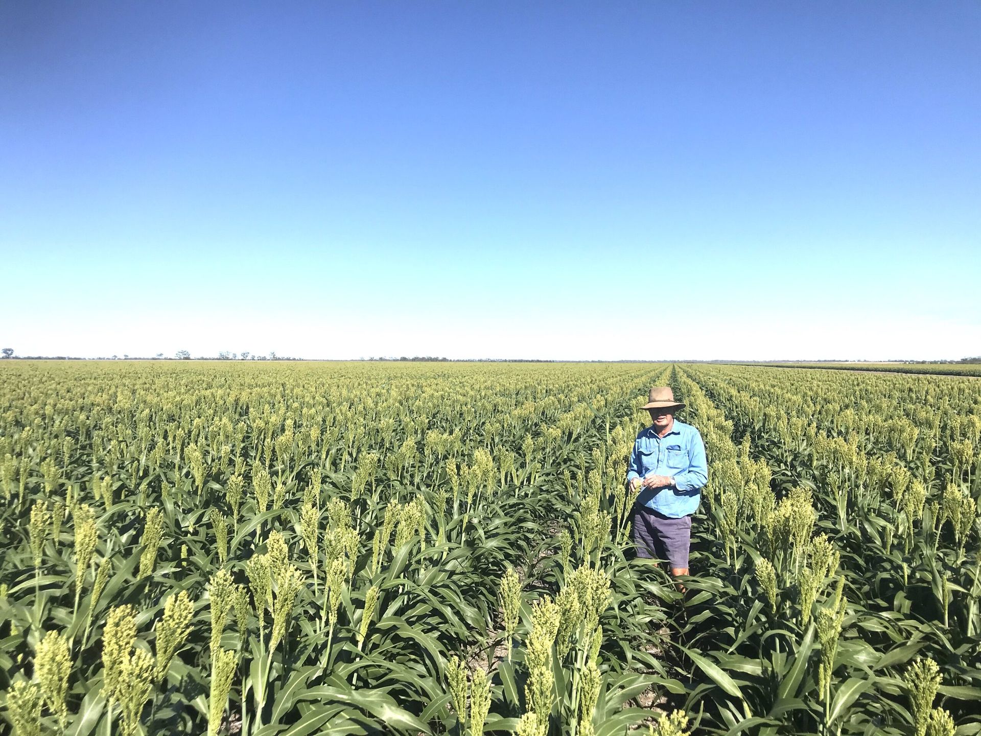 Person standing in a tall green crop field under a clear blue sky, wearing a hat and blue shirt