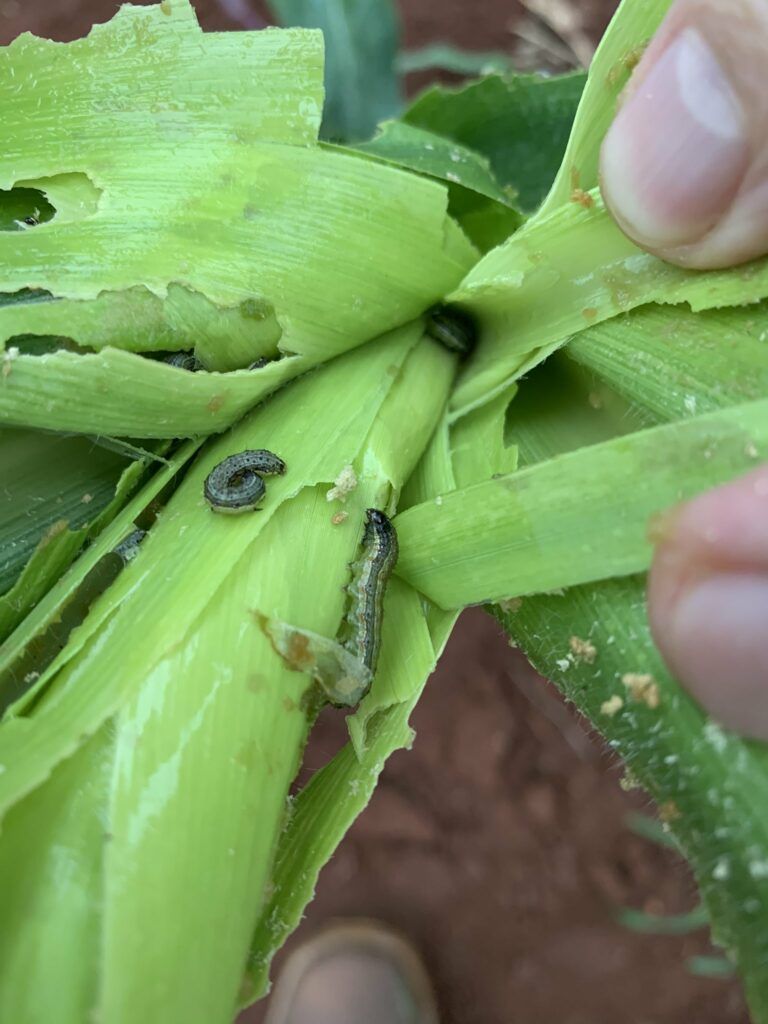 Hands peeling back green plant leaves to reveal a small dark caterpillar on the stem.