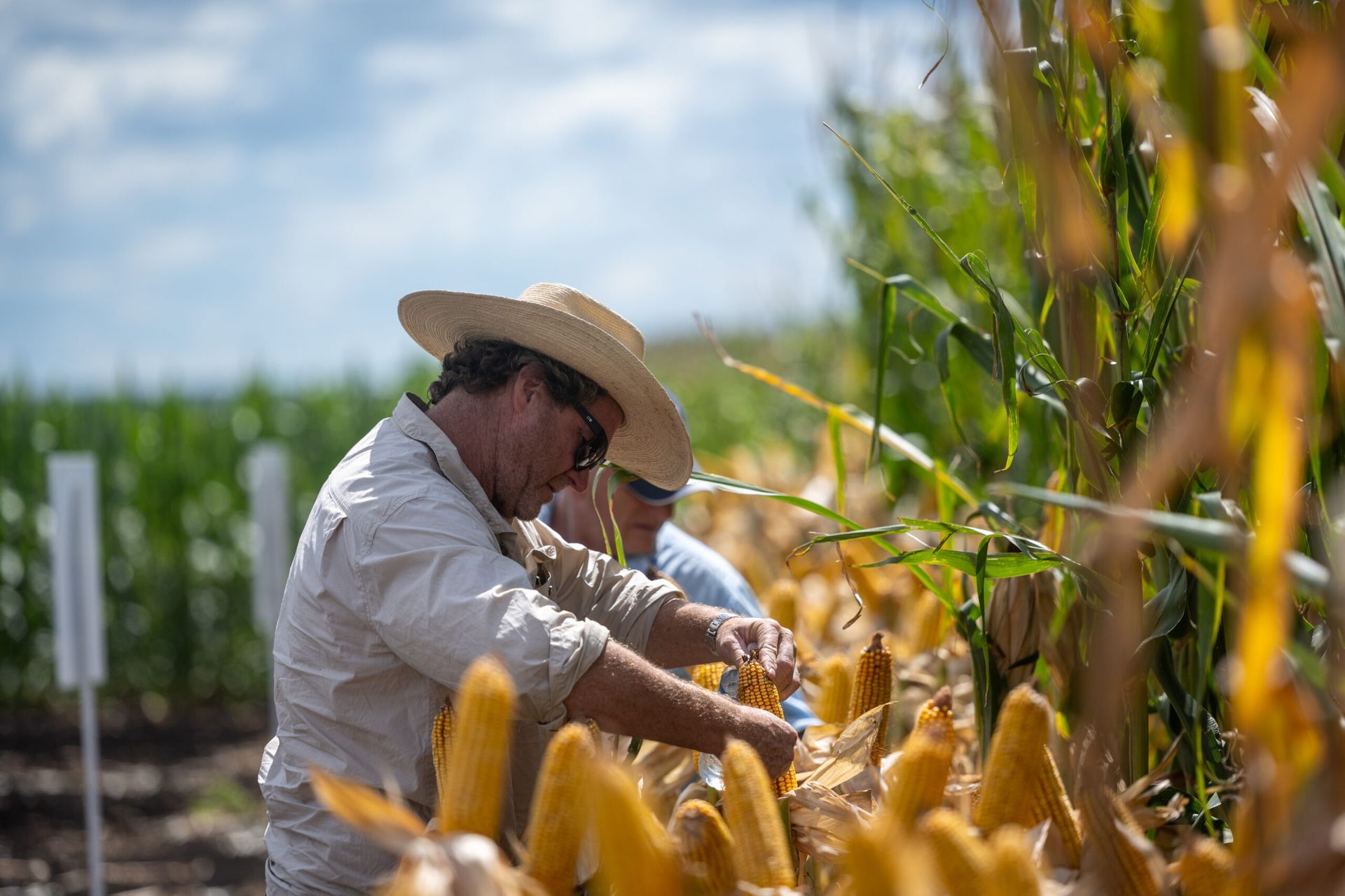 Farmer in a straw hat tending corn plants in a sunny field