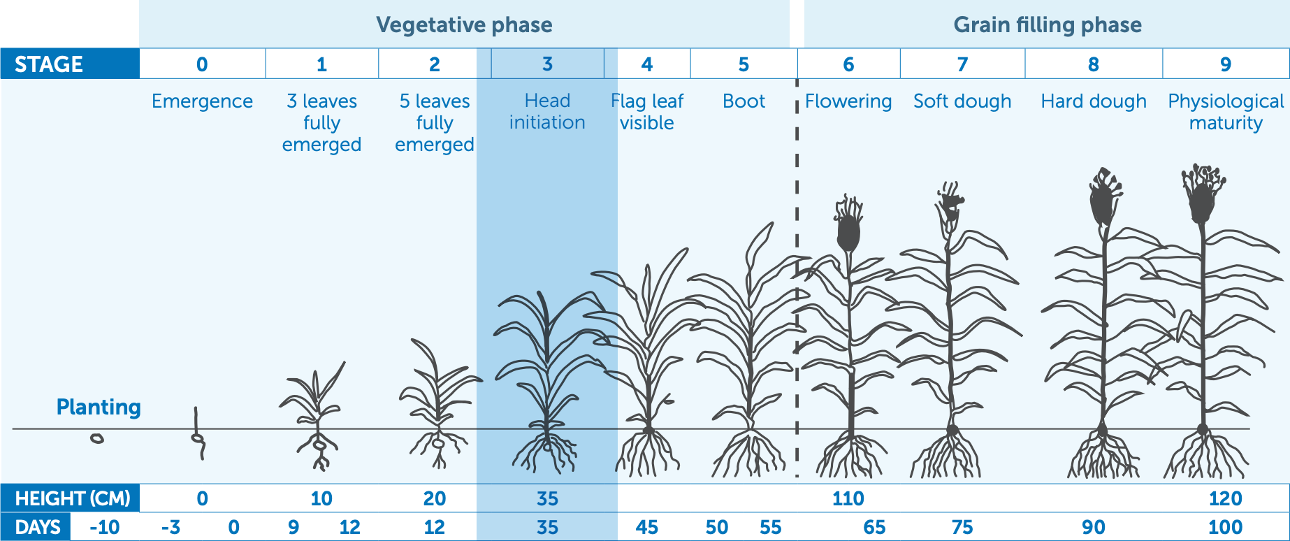 Growth stages chart of a crop from planting to mature tall plants, with days marked above each stage