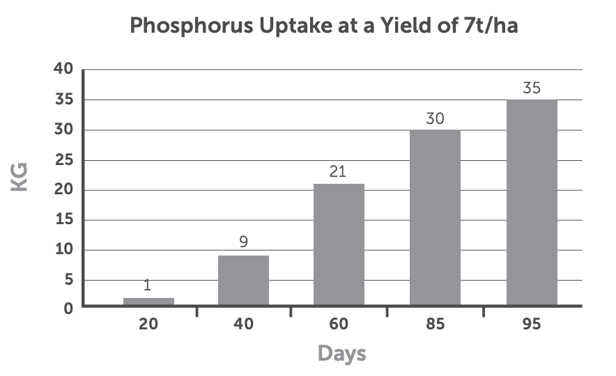 Bar chart showing phosphorus uptake (kg) at 7 t/ha rising from 1 at 20 days to 35 at 95 days