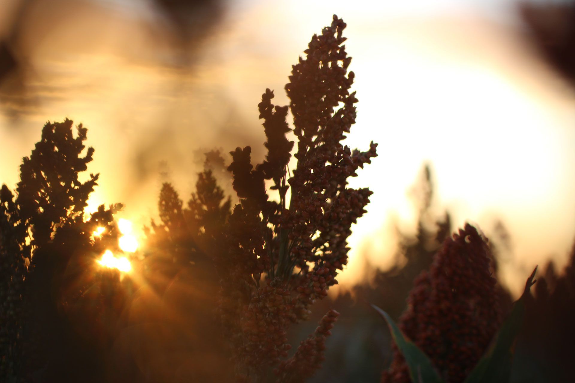 Sunlight glowing through silhouetted trees at sunset