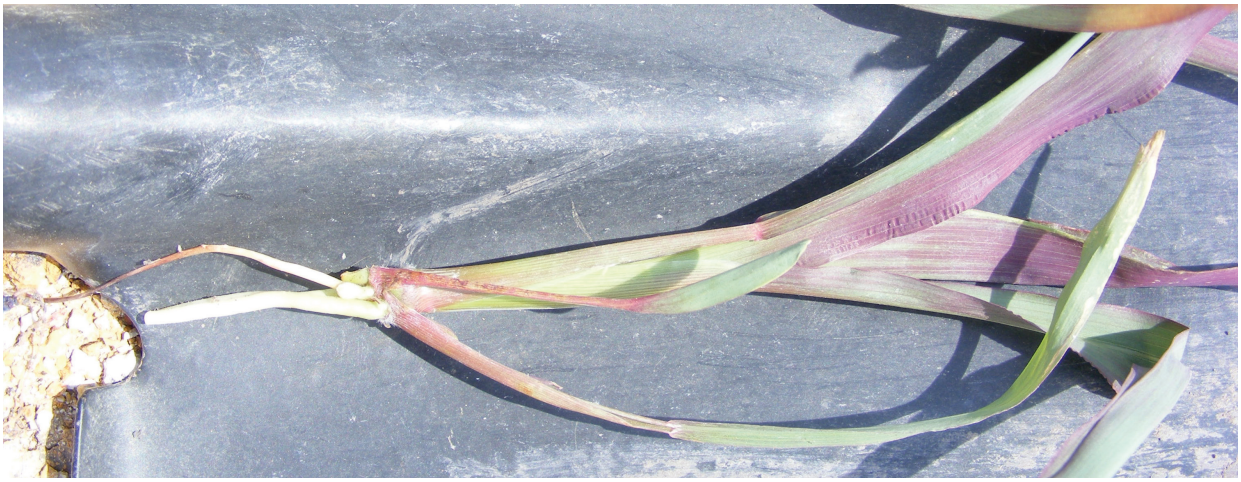 Wilted purple and green plant stems lying on dark pavement near a curb