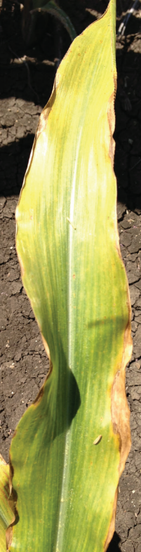 Close-up of a yellowing green corn leaf with brown edges against dark soil.