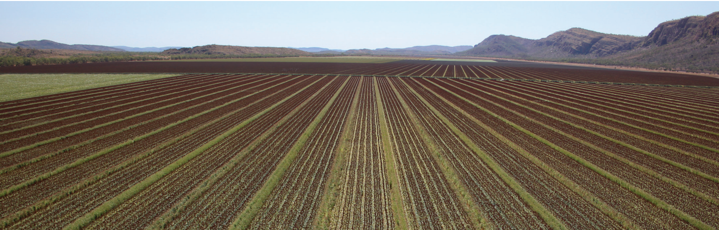 Wide crop field with neat green rows stretching toward distant mountains under a clear sky