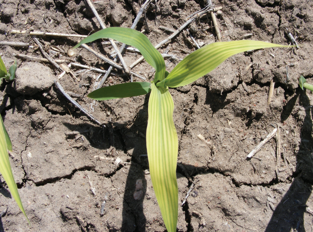 Young green corn seedling growing in cracked dry soil