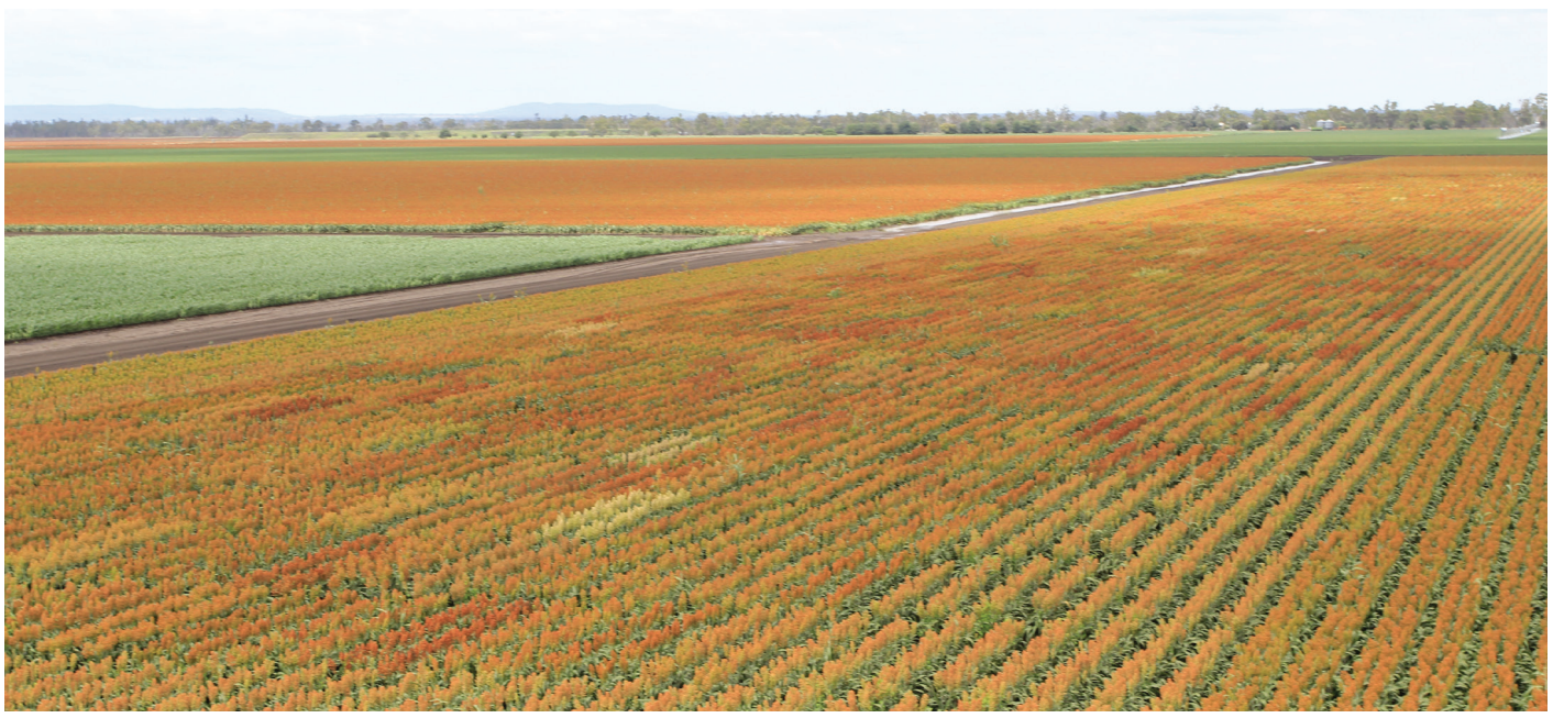 Wide agricultural field with rows of green and orange crops under a pale sky