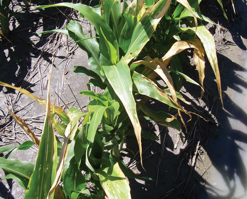 Green leafy plant growing in dark soil, with sunlight casting shadows across the leaves