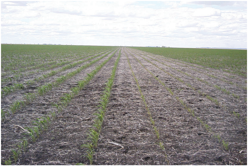 A wide, barren farm field with sparse green seedlings under a cloudy sky