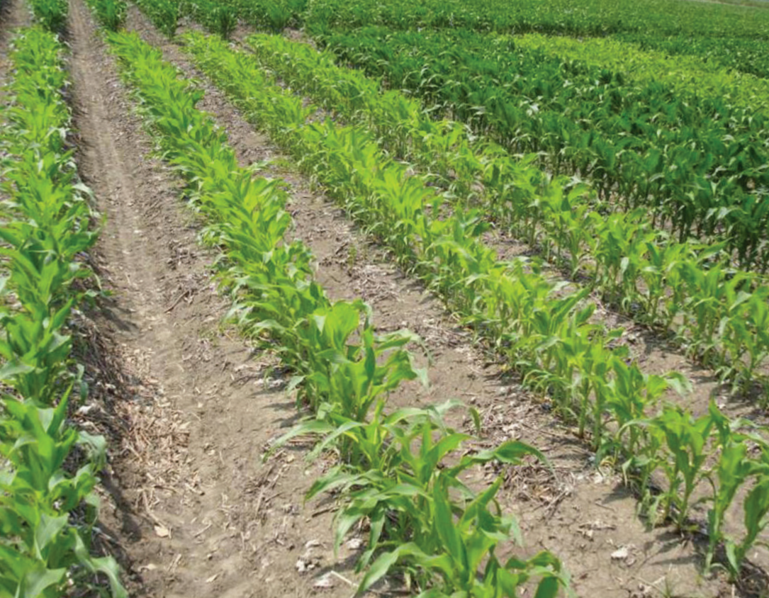 Rows of young green crops growing in a dirt field under bright sunlight.