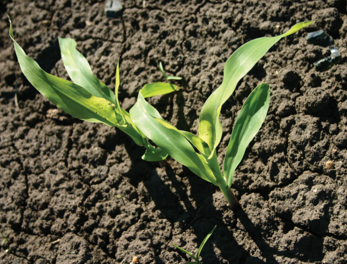 Young green corn seedlings sprouting from dark soil