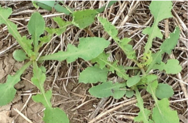 Green leafy plants growing through dry straw and soil outdoors