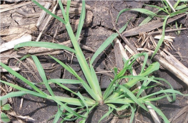 Green grass-like weeds growing in dry, brown mulch and soil