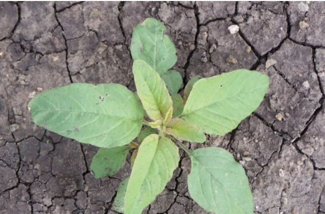 Green plant sprouting from cracked, dry soil.