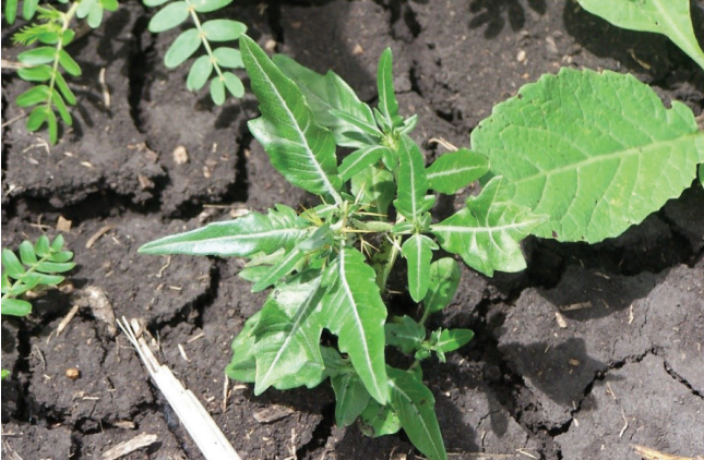 Small green weed sprouting from dark soil in a garden bed